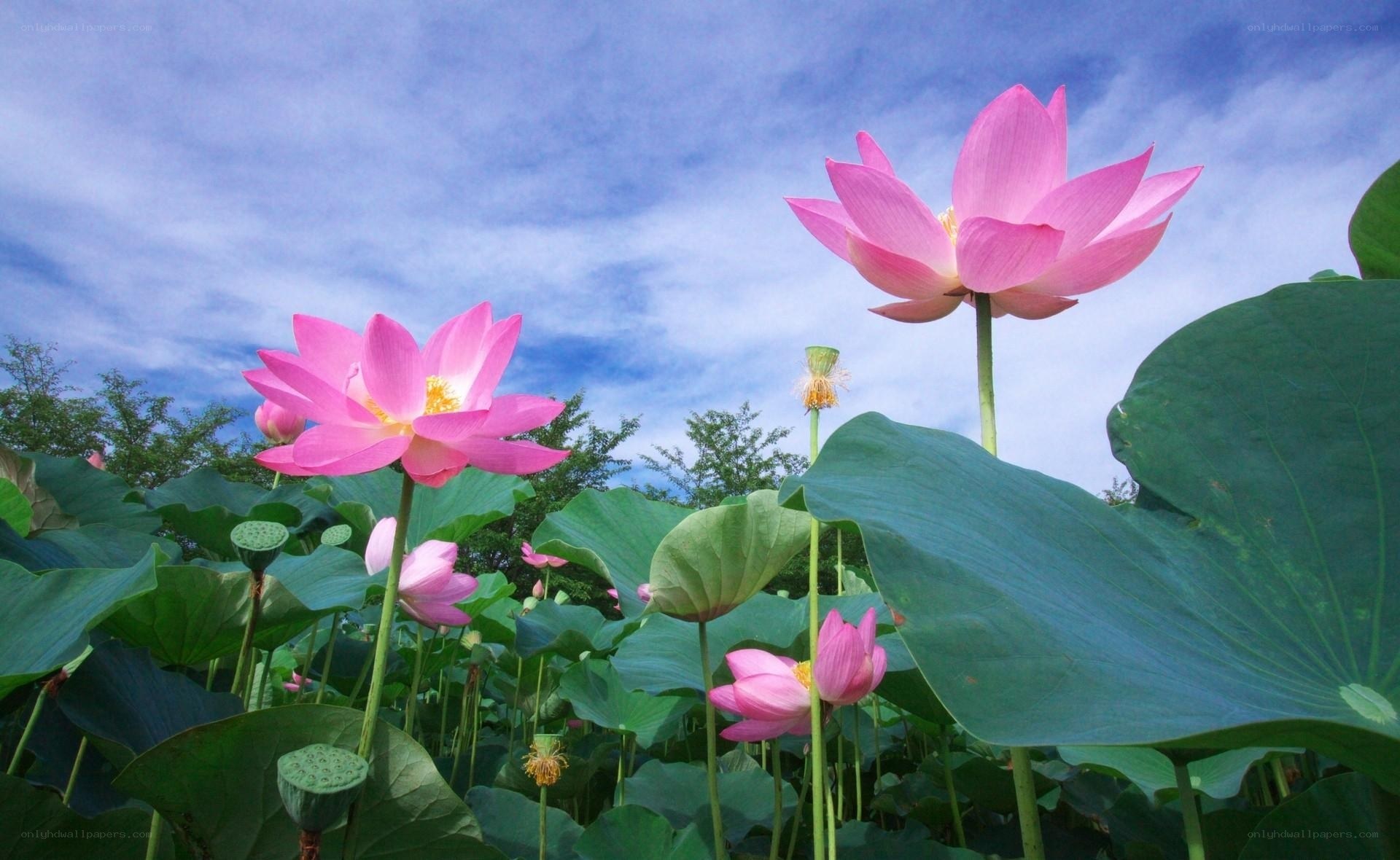 Pink lotus flowers in a pond