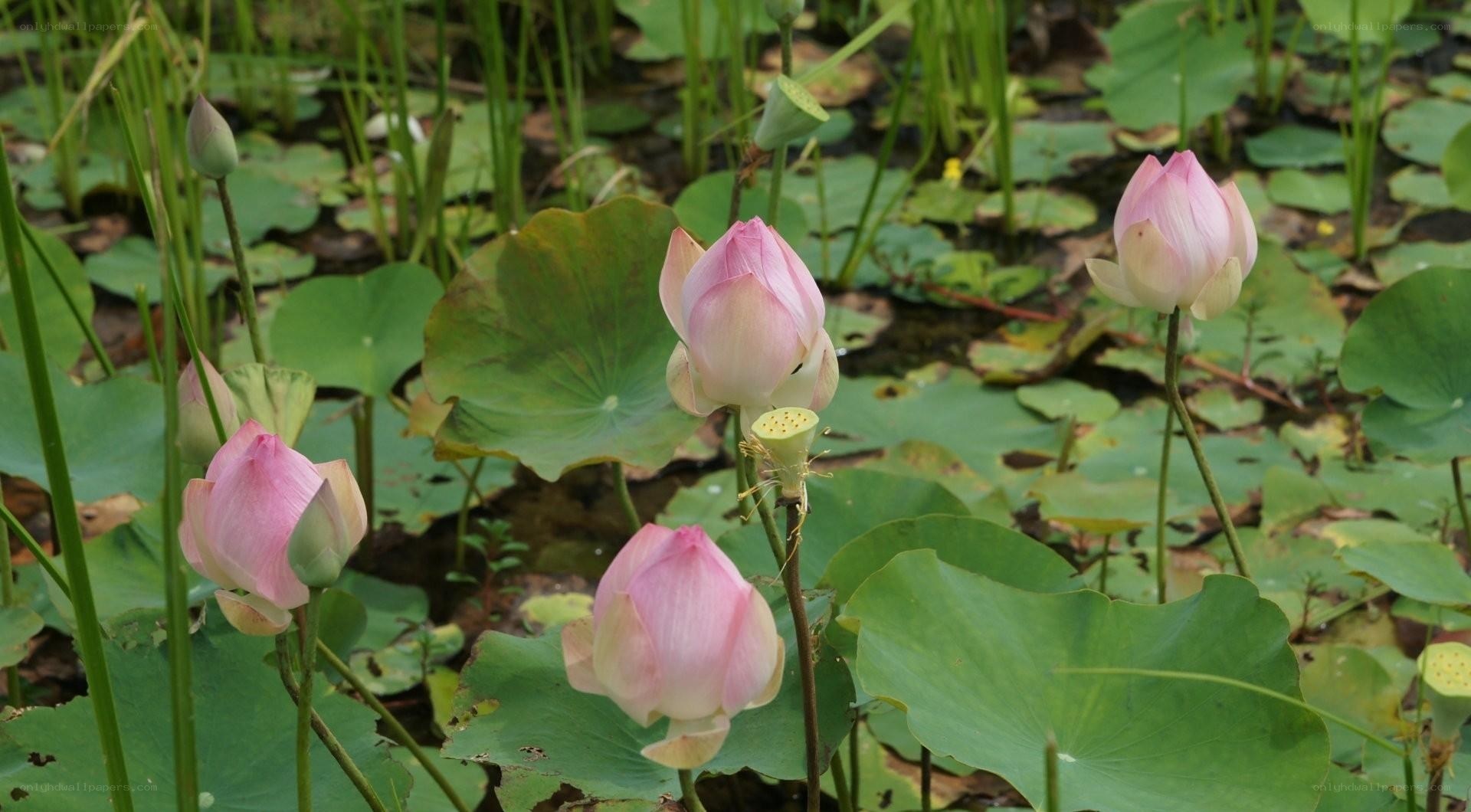 Pink lotus flowers in a pond