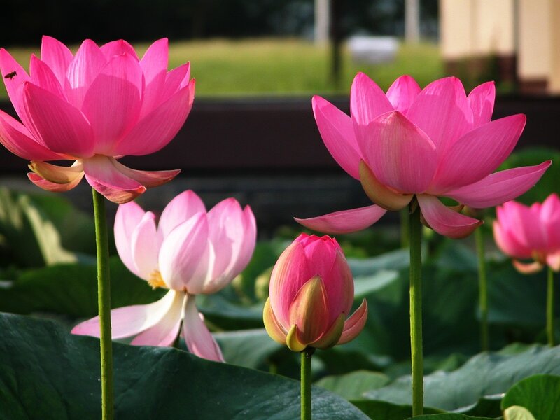 Pink lotus flowers in a pond