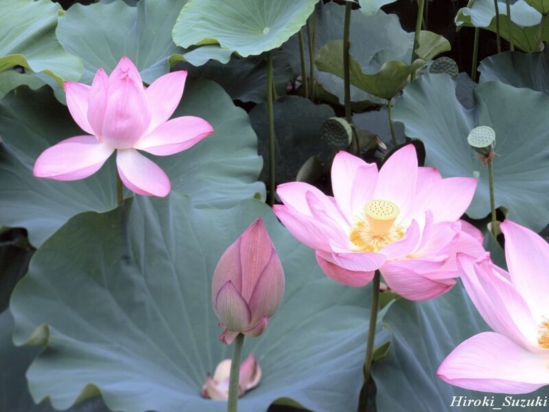 Pink lotus flowers in a pond