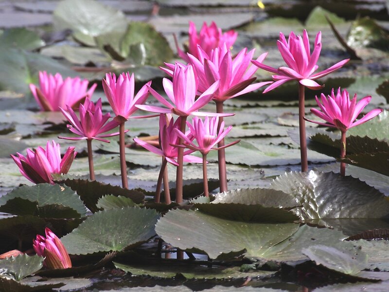Pink lotus flowers in a pond