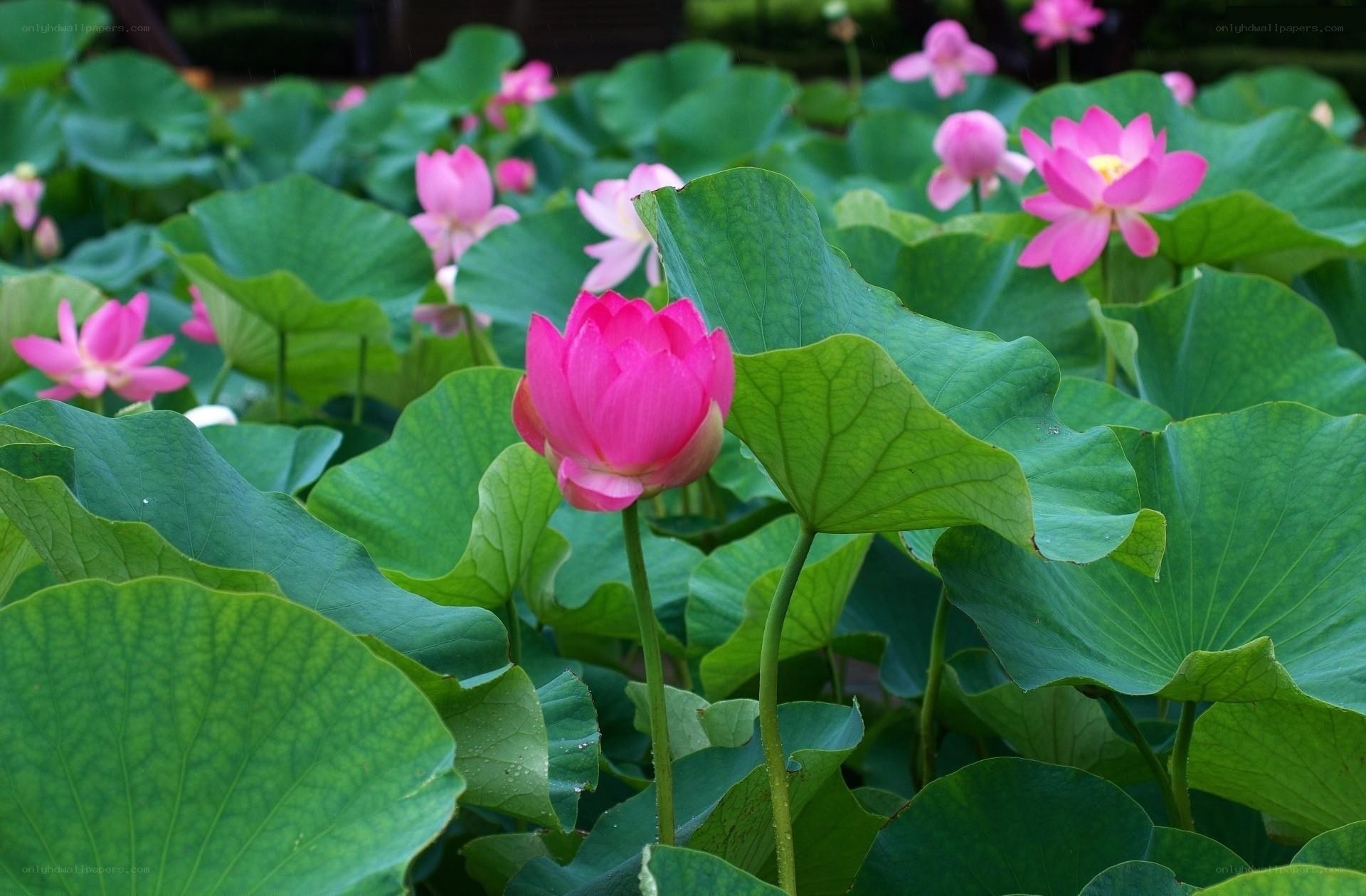 Pink lotus flowers in a pond
