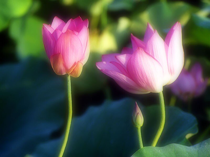 Pink lotus flowers in bloom
