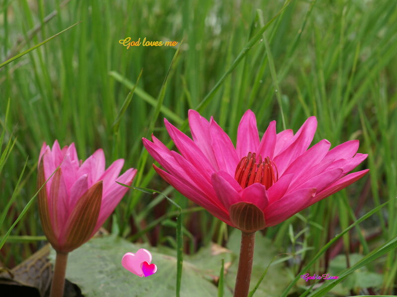 Pink lotus flowers in grass