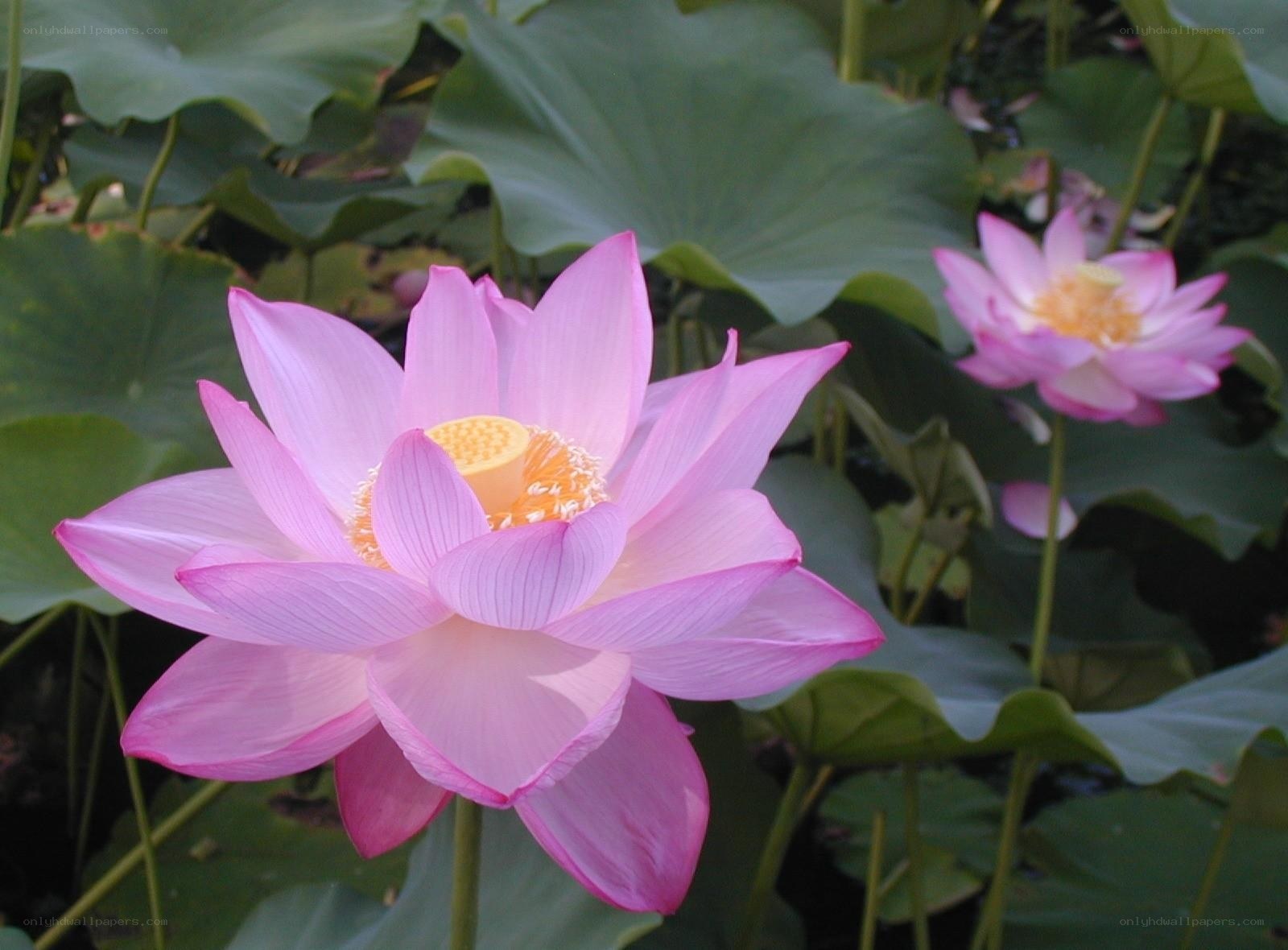 Pink lotus flowers in pond