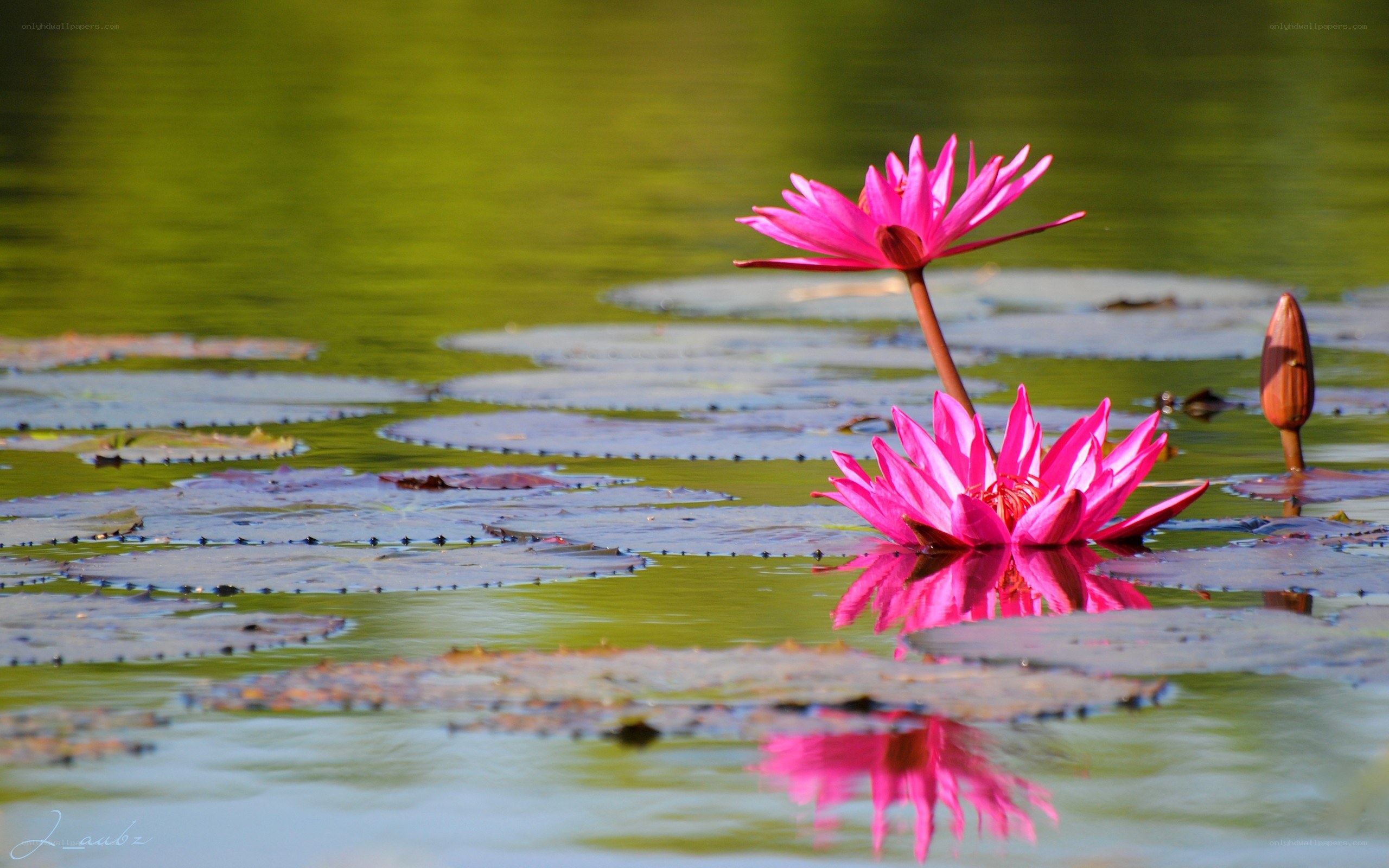 Pink lotus flowers on a pond