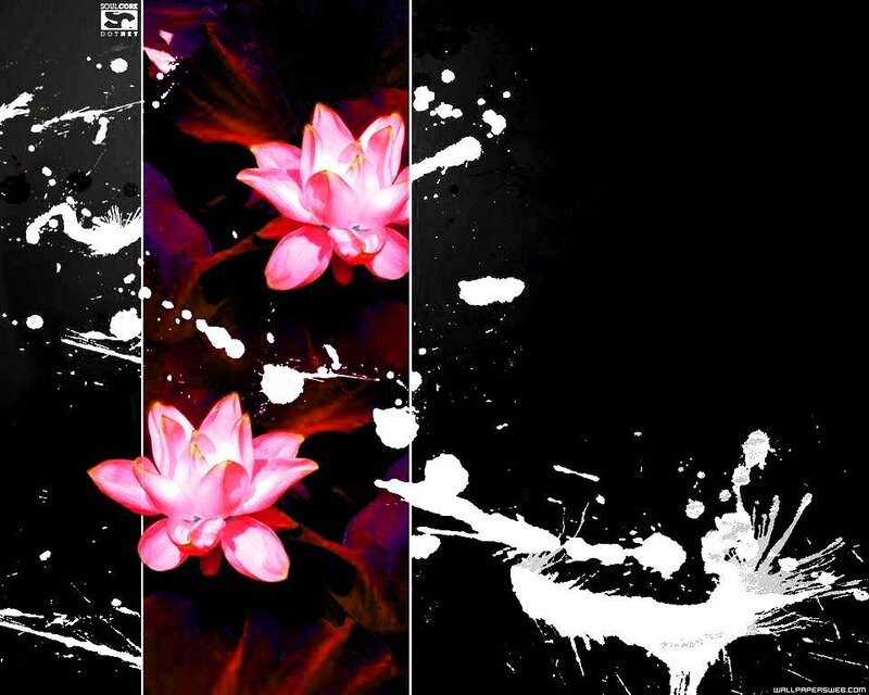 Pink lotus flowers on black