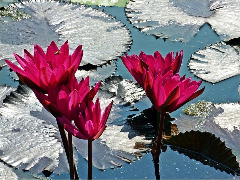 Pink lotus flowers on lily pads