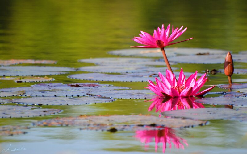 Pink lotus flowers on pond