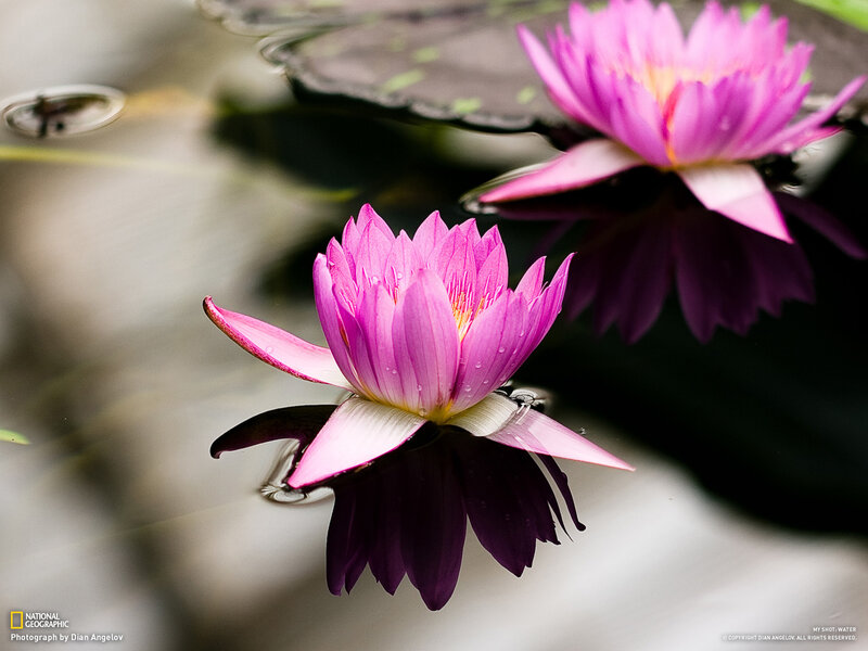 Pink lotus flowers on water