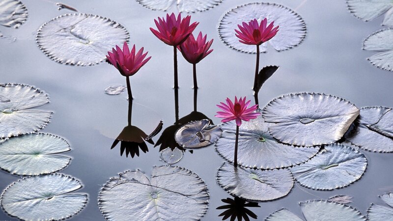 Pink lotus flowers on water