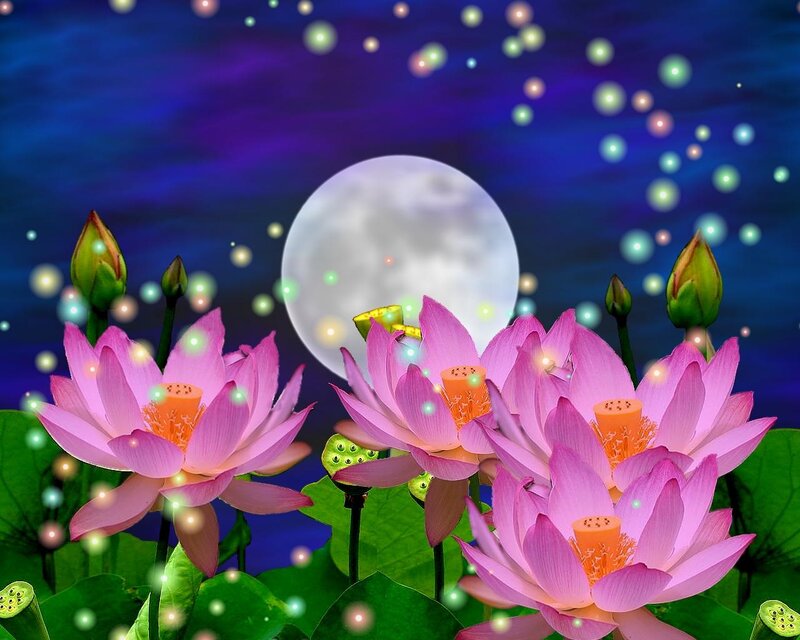 Pink Lotus Flowers — Purple, Serene, Night
