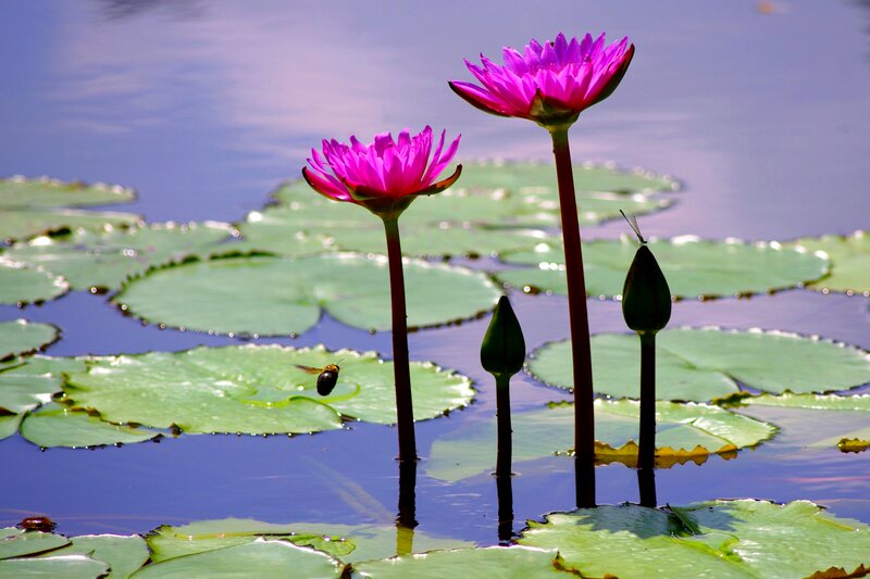 Pink Lotus Flowers — Purple, Serene