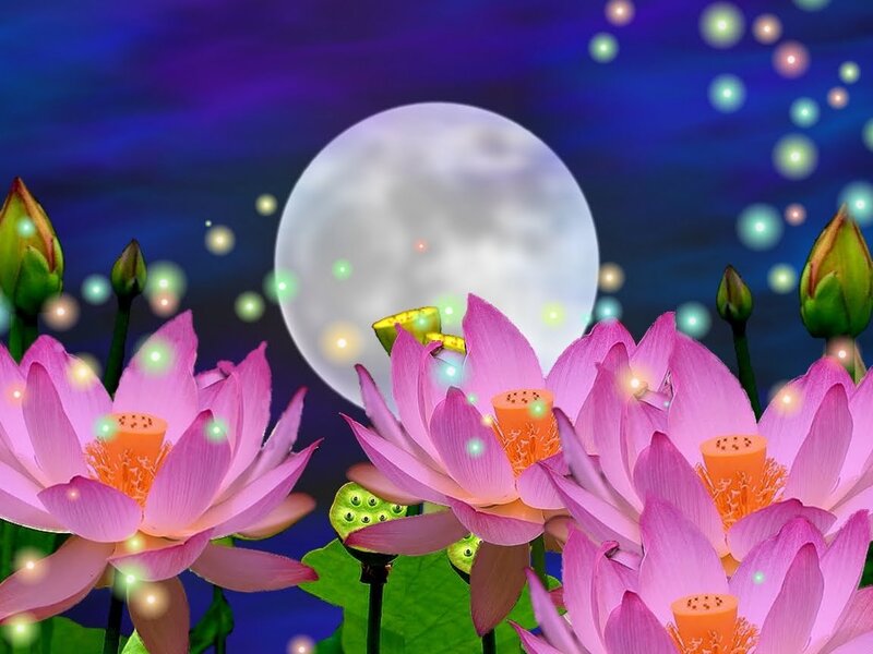 Pink Lotus Flowers — Purple