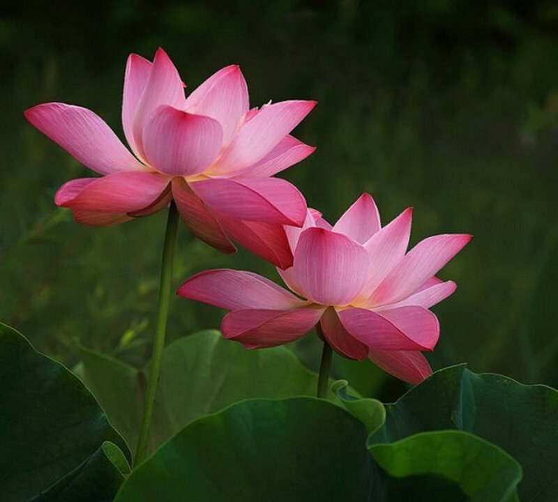 Pink Lotus Flowers — Serene, Afternoon, Photograph, Green Leaves, Stems