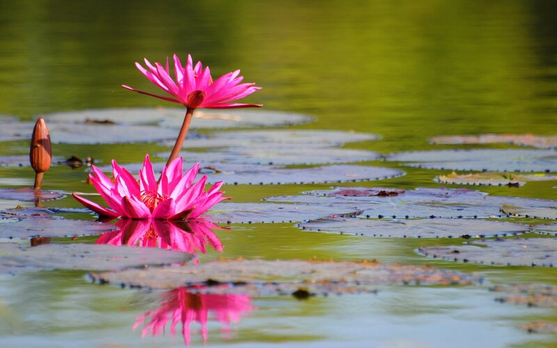 Pink Lotus Flowers — Serene, Afternoon, Photograph, Lily Pads, Buds
