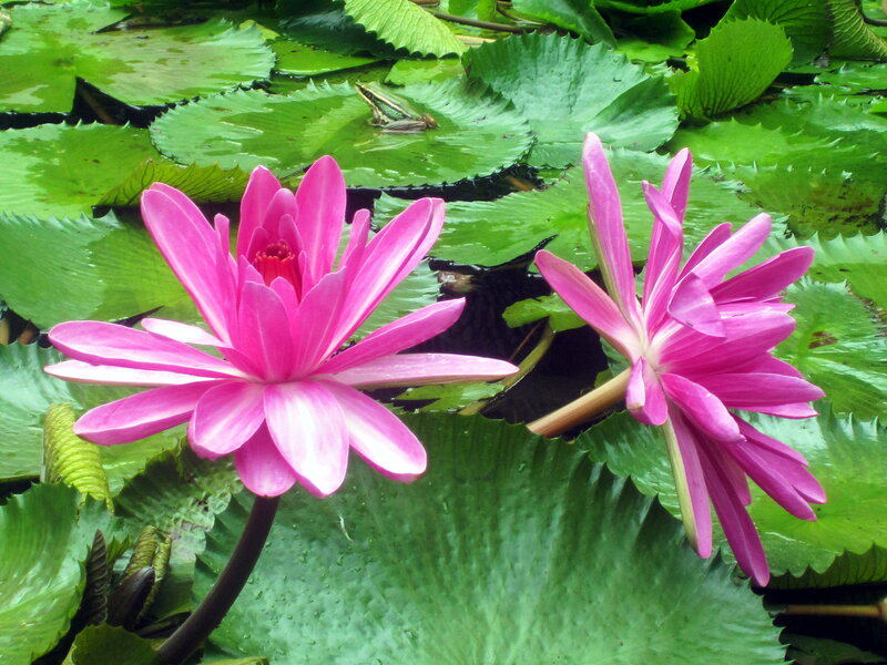Pink Lotus Flowers — Serene, Afternoon, Photograph, Lily Pads, Frog