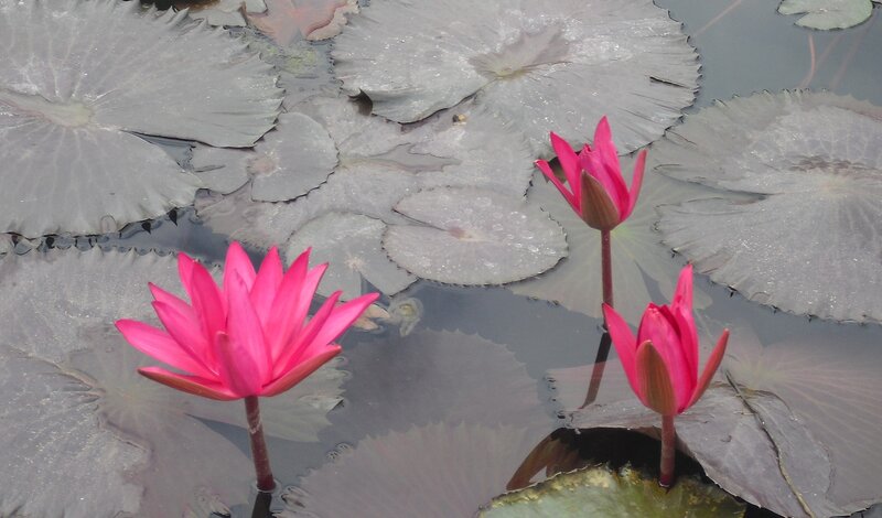 Pink Lotus Flowers — Serene, Afternoon, Photograph, Lily Pads