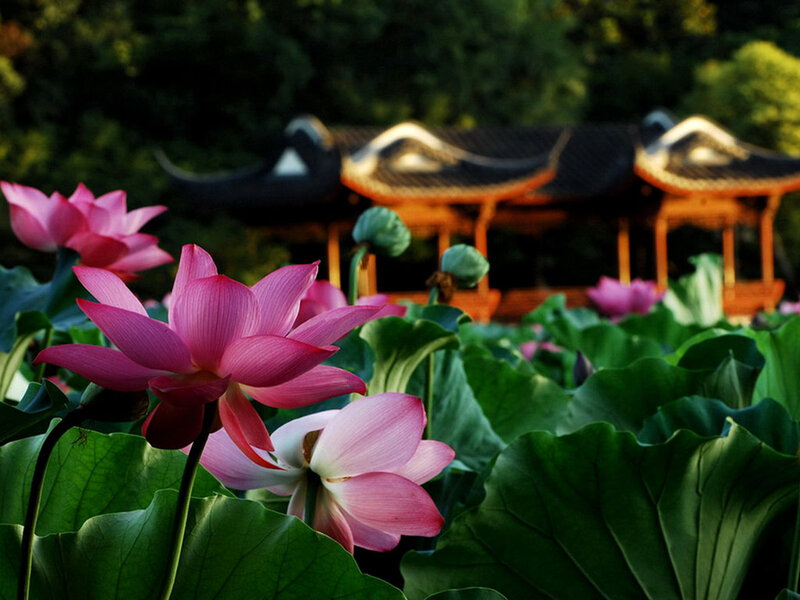 Pink Lotus Flowers — Serene, Afternoon, Photograph, Lotus Leaves, Pavilion
