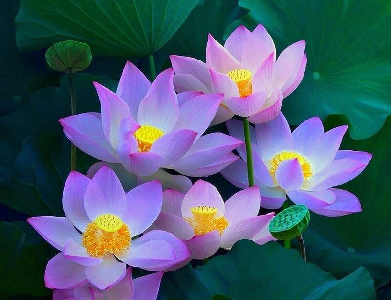 Pink Lotus Flowers — Serene, Afternoon, Photograph, Lotus Leaves, Seed Pods