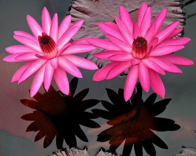 Pink Lotus Flowers — Serene, Afternoon, Photograph, Water