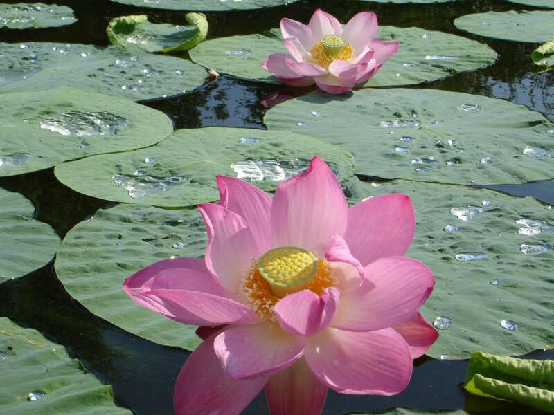 Pink Lotus Flowers — Serene, Afternoon
