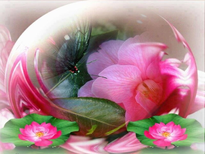 Pink Lotus Flowers — Serene, Digital Art
