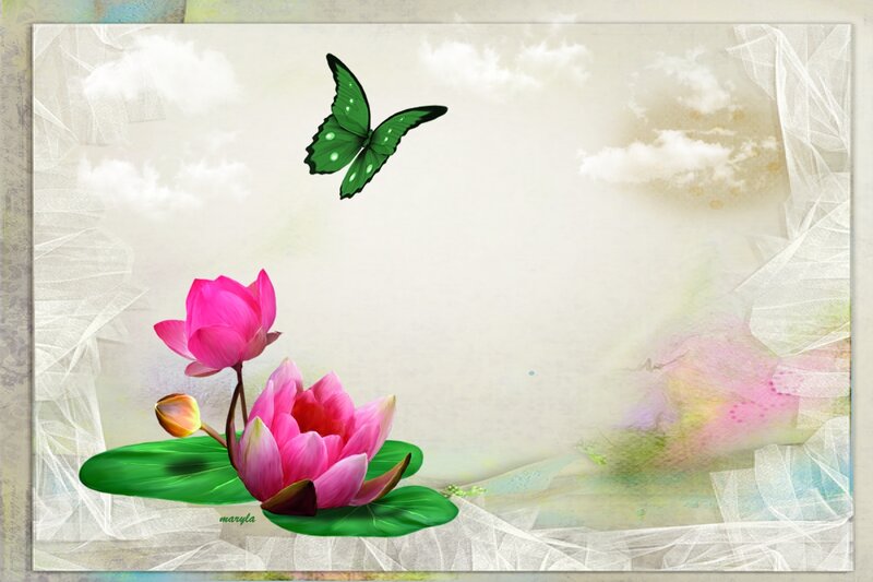 Pink Lotus Flowers — Serene, Morning