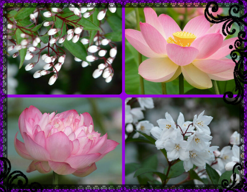 Pink Lotus Flowers — Serene, Photograph