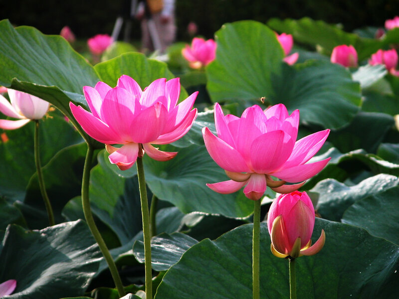 Pink Lotus Flowers — Serene, Summer