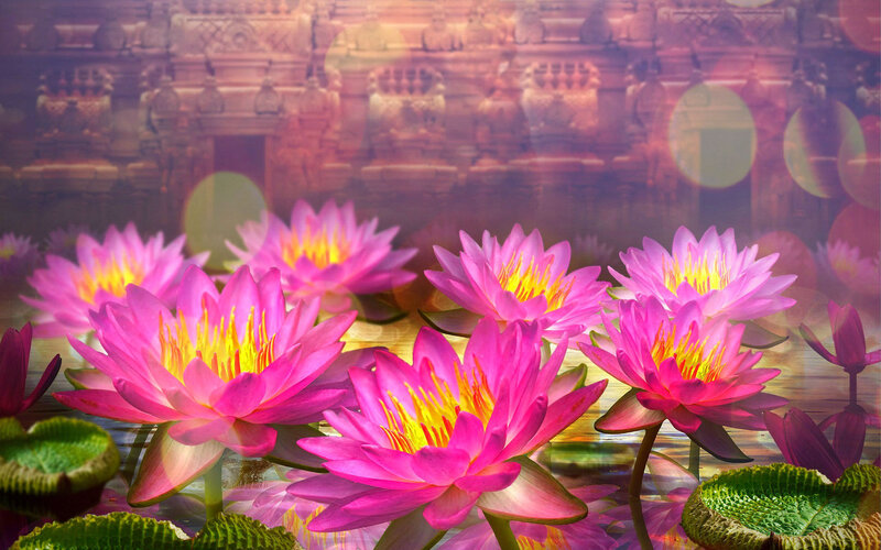 Pink Lotus Flowers — Serene, Sunset, Photograph, Lily Pads