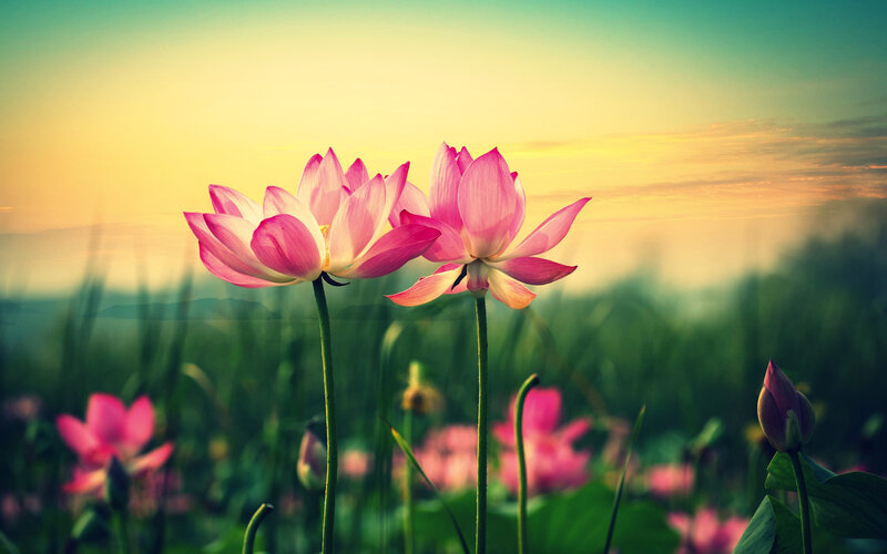 Pink Lotus Flowers — Serene, Sunset, Photograph, Stems