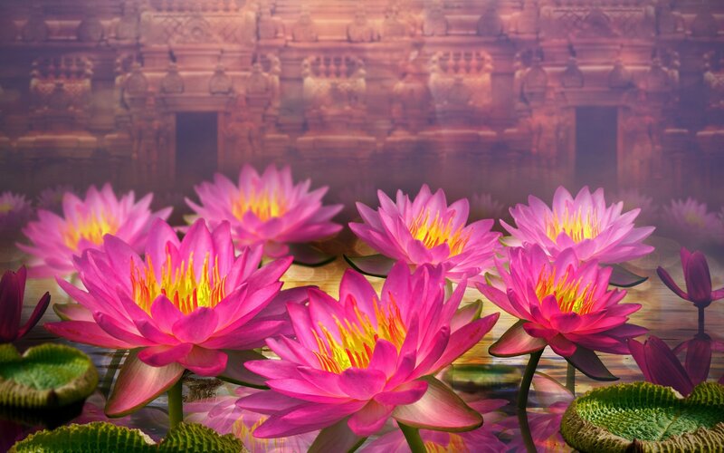Pink Lotus Flowers — Serene, Sunset, Photograph