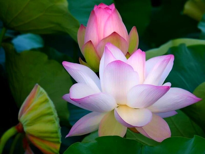Pink Lotus Flowers — Serene