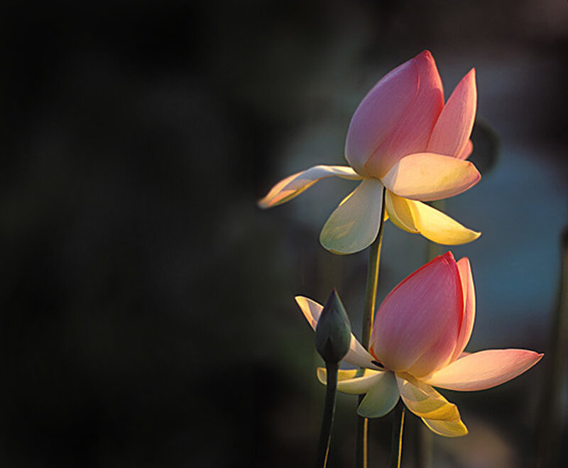 Pink Lotus Flowers