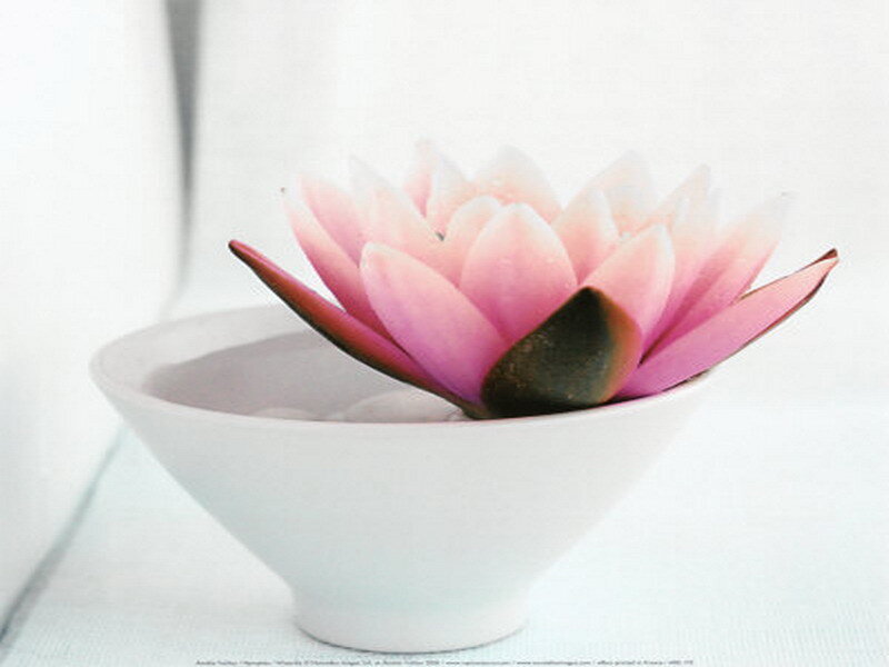 Pink lotus in a white bowl