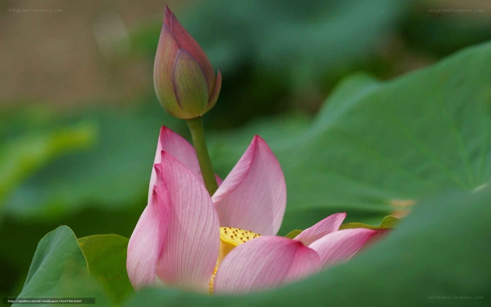 Pink lotus in bloom