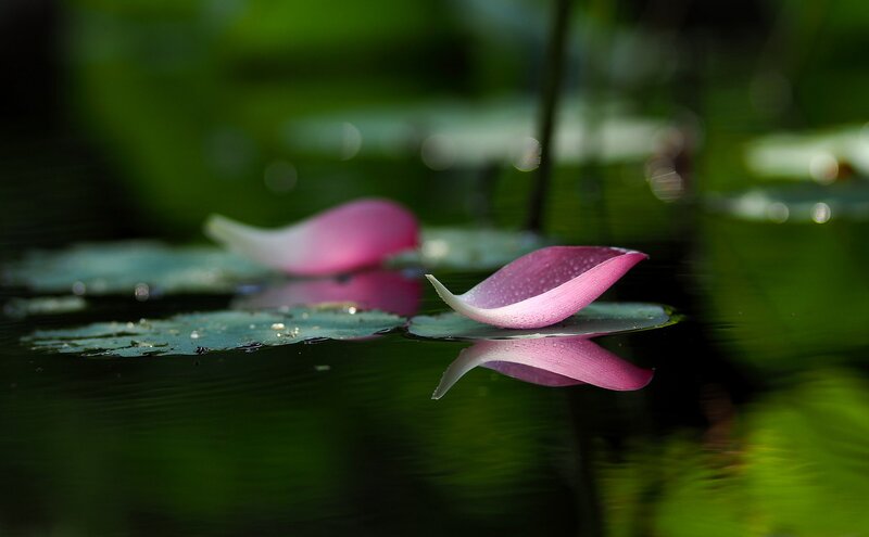 Pink Lotus Petal — Green