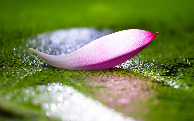 Pink Lotus Petal — Serene