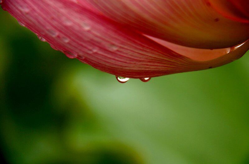 Pink Lotus Petal