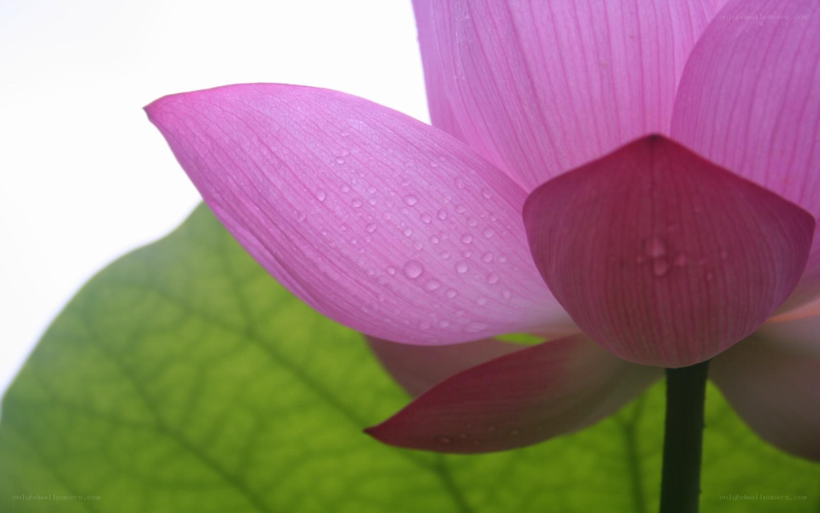 Pink lotus with water droplets