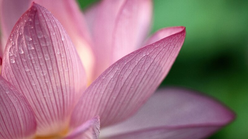 Pink lotus with water droplets