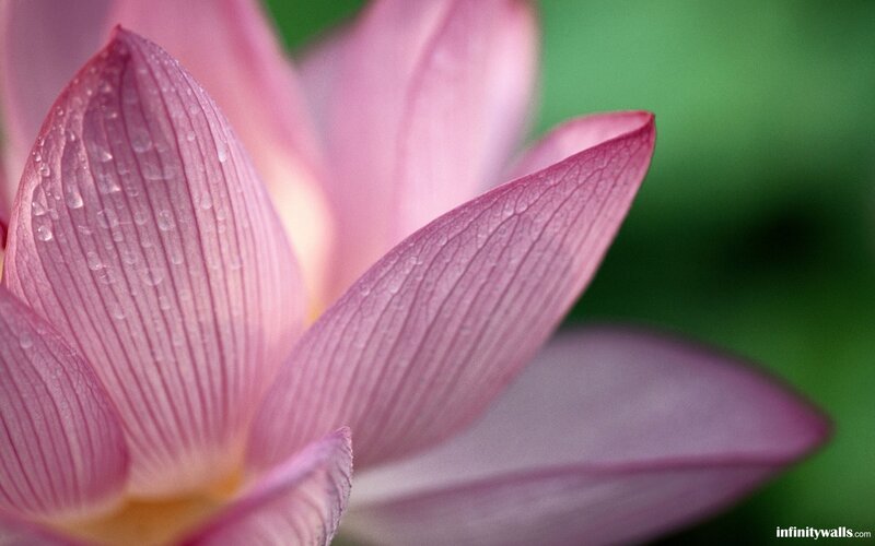 Pink lotus with water droplets