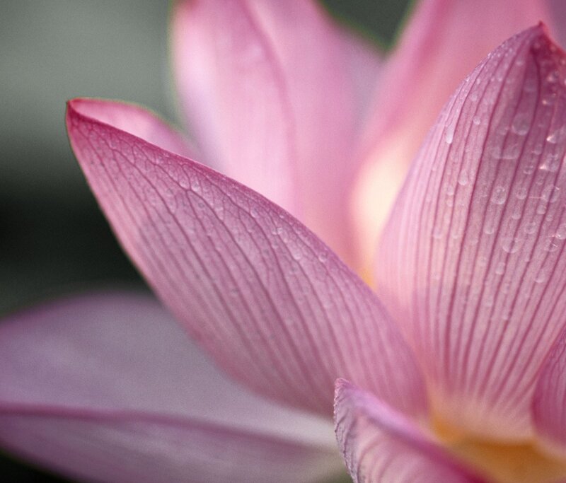 Pink lotus with water droplets