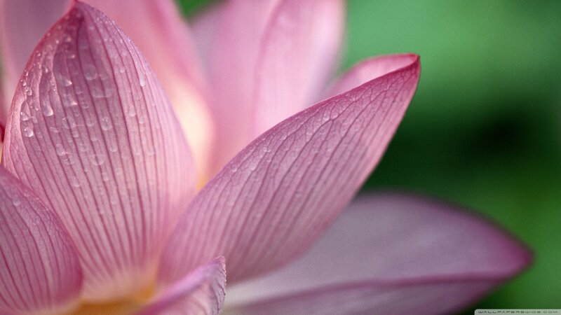 pink lotus with water droplets