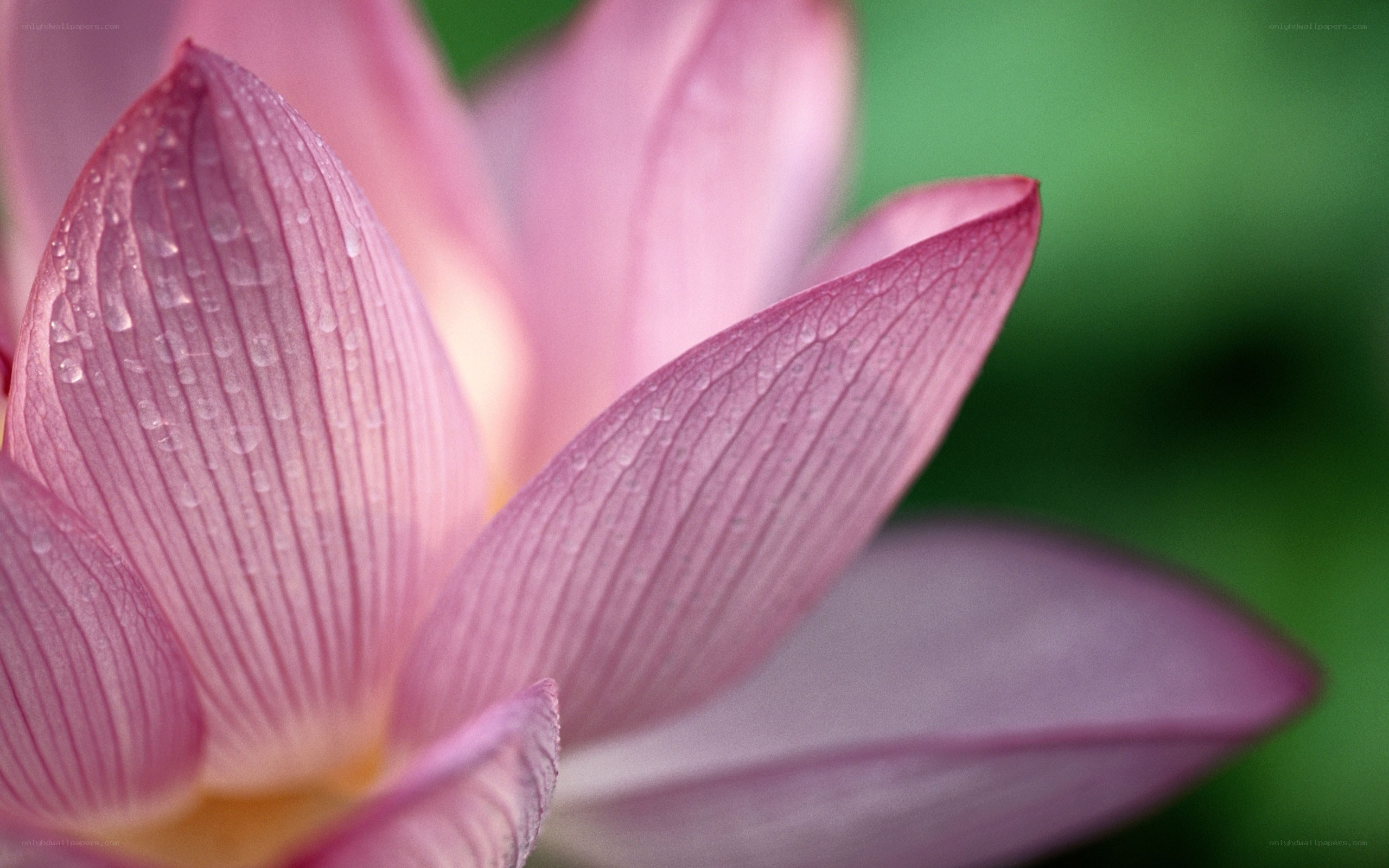 Pink lotus with water droplets
