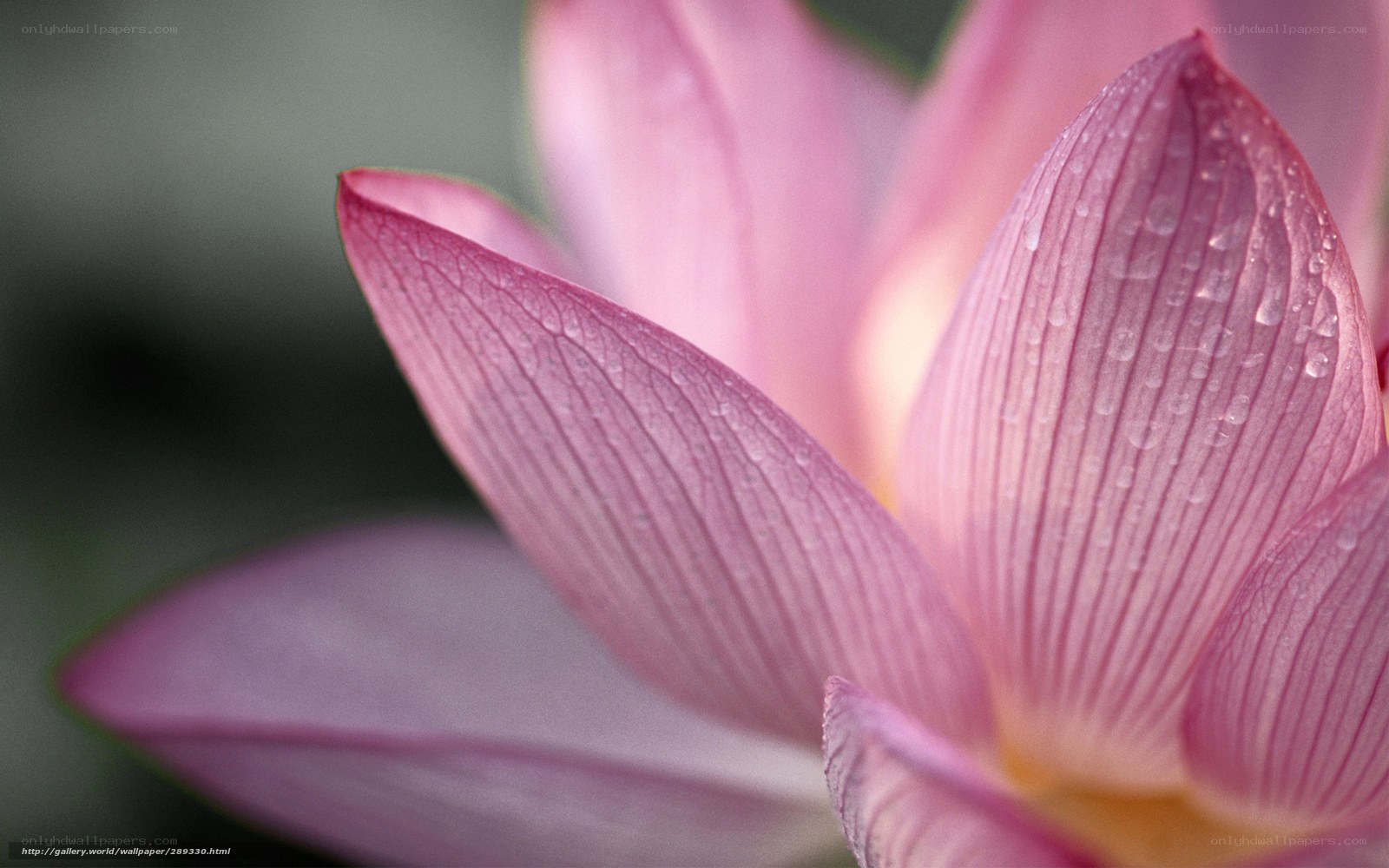 Pink lotus with water droplets