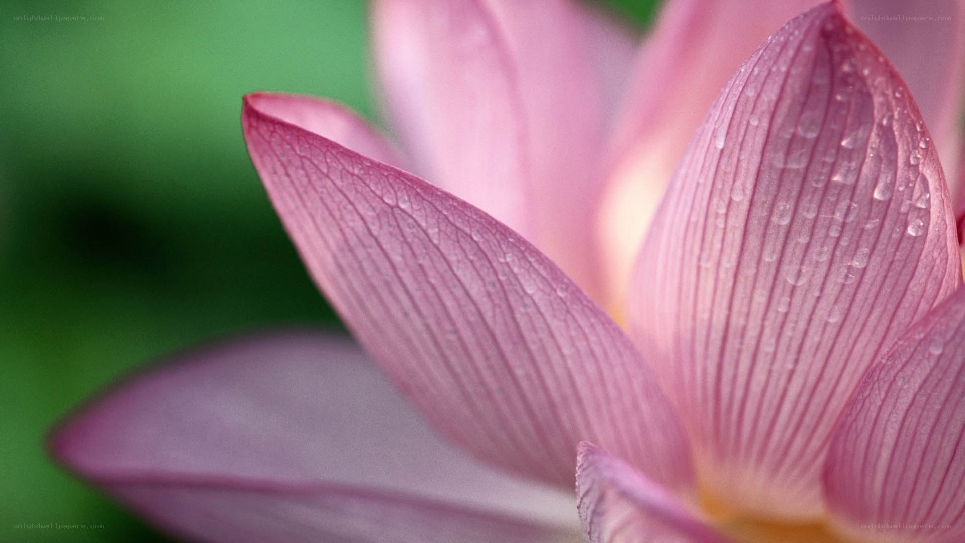 Pink lotus with water droplets