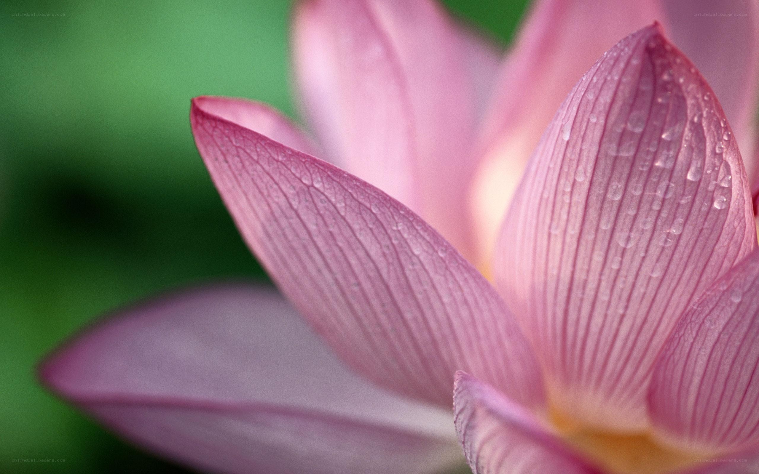 Pink lotus with water droplets