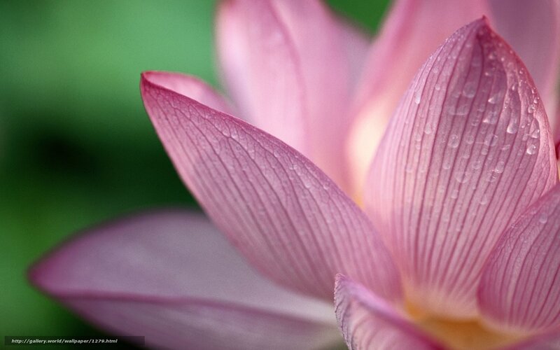 Pink lotus with water droplets